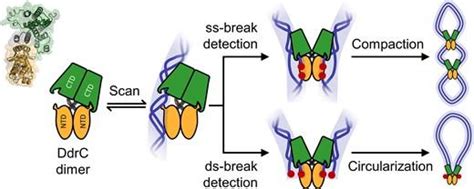 ddrc test results|DdrC, a unique DNA repair factor from .